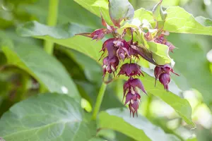 leycesteria form. 'purple rain' (40- 50cm) - afbeelding 3