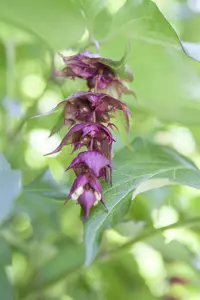 leycesteria formosa (40- 50cm) - afbeelding 5