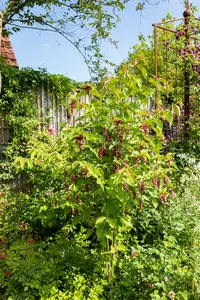 leycesteria formosa (40- 50cm) - afbeelding 3