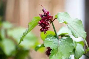 leycesteria formosa (40- 50cm) - afbeelding 2