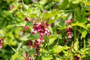 leycesteria formosa (40- 50cm) - afbeelding 4