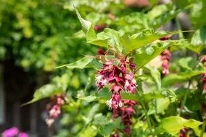 leycesteria formosa (40- 50cm) - afbeelding 5