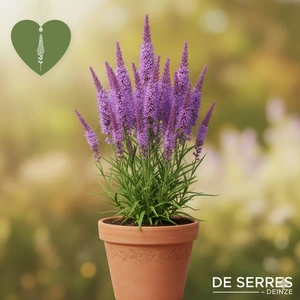 Liatris spicata 'Floristan Violett' P9
