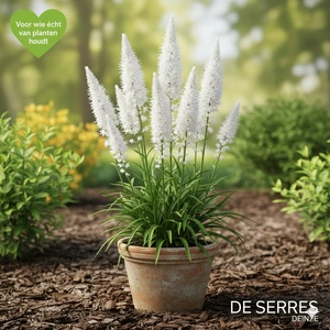 Liatris spicata 'Floristan Weiß' P9