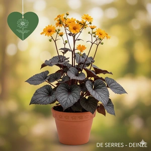 Ligularia dentata 'Britt-Marie Crawford'® P9