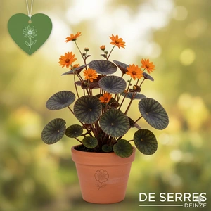 Ligularia dentata 'Pandora' P9