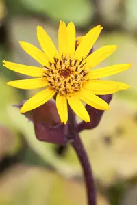 Ligularia dentata 'Orange Queen' P9 - afbeelding 2