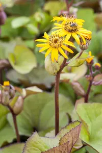 Ligularia dentata 'Orange Queen' P9 - afbeelding 4