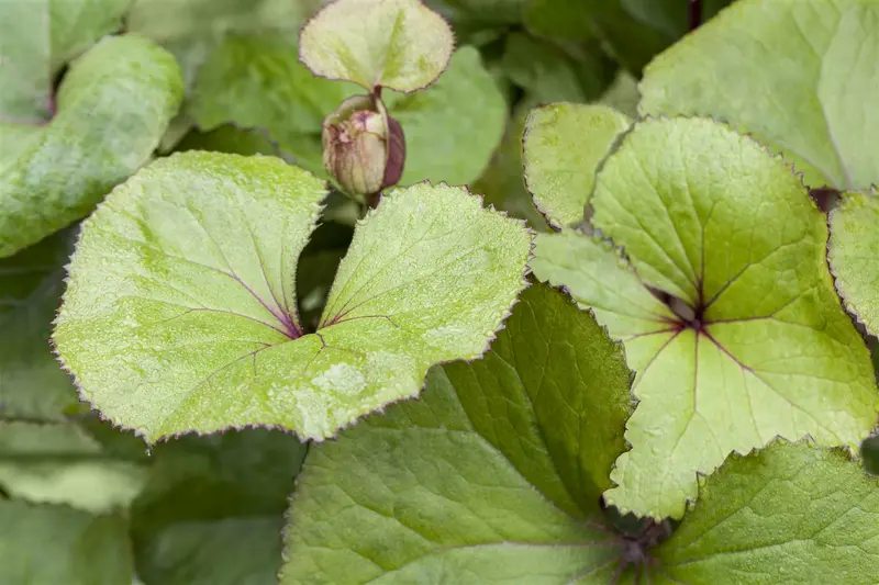 Ligularia dentata 'Orange Queen' P9 - afbeelding 1