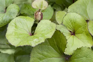 Ligularia dentata 'Orange Queen' P9 - afbeelding 1