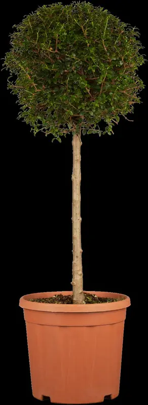 ligustrum delavayanum (ionandrum) (100-125 cm)