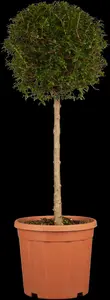ligustrum delavayanum (ionandrum) (100-125 cm)