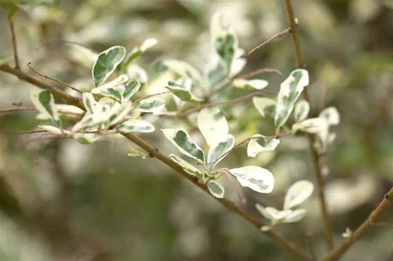 Ligustrum ibota 'Musli'® 20- 30   C