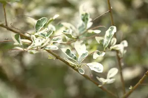 Ligustrum ibota 'Musli'® 20- 30   C