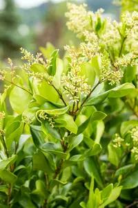 ligustrum jap. 'texanum' (175-200 cm) - afbeelding 4