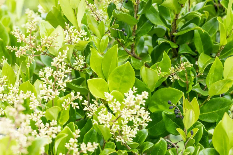 ligustrum jap. 'texanum' (175-200 cm) - afbeelding 1