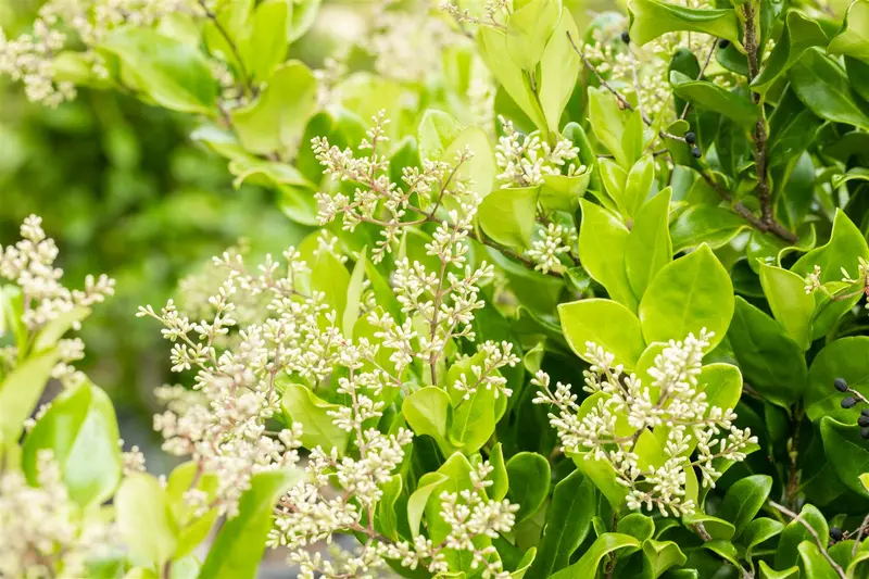ligustrum jap. 'texanum' (175-200 cm) - afbeelding 2