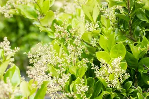 ligustrum jap. 'texanum' (175-200 cm) - afbeelding 2