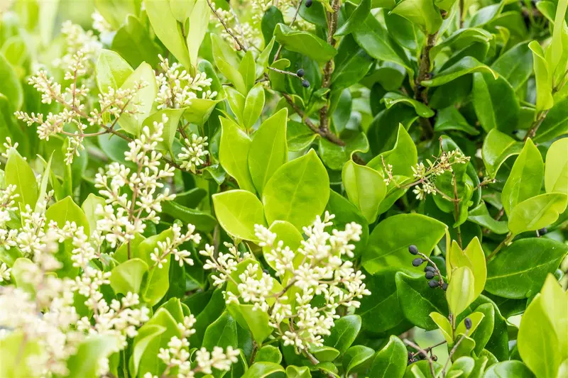 Ligustrum jap. 'Texanum' 200-250   C150 MRST - afbeelding 1
