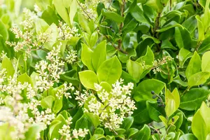 Ligustrum jap. 'Texanum' 80-100   KLUIT - afbeelding 1