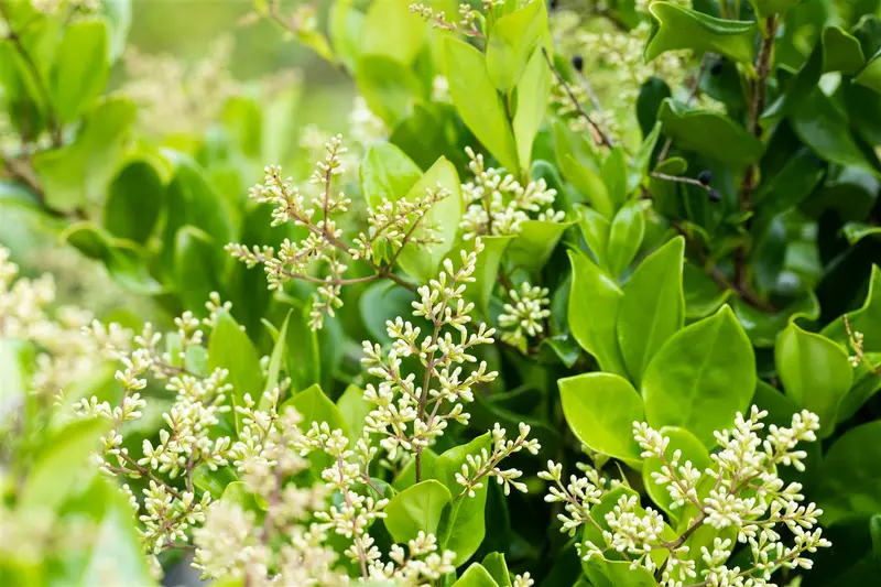 Ligustrum jap. 'Texanum' OP REK 110X95 C45 - afbeelding 3