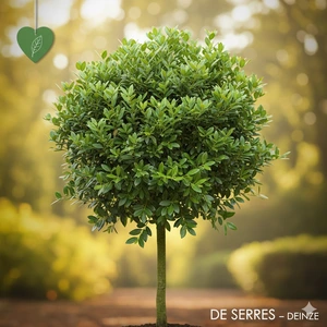 Ligustrum japonicum C (40- 50)