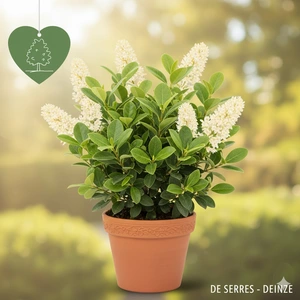 Ligustrum japonicum C10 (80-100)