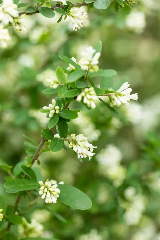 obtusifolium regelianum - afbeelding 2