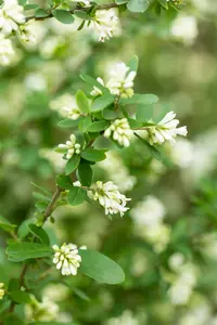 obtusifolium regelianum - afbeelding 2