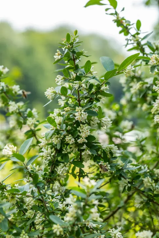 obtusifolium regelianum - afbeelding 3