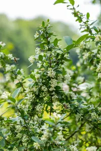 obtusifolium regelianum - afbeelding 3