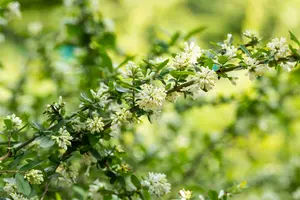 obtusifolium regelianum - afbeelding 5