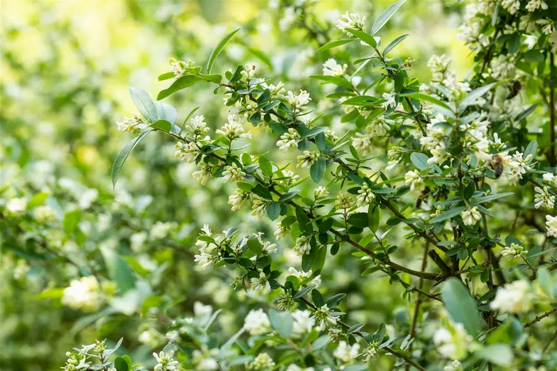 obtusifolium regelianum - afbeelding 4