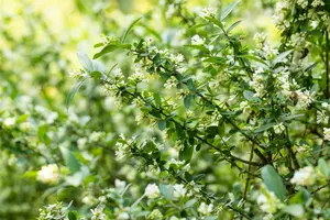 obtusifolium regelianum - afbeelding 4