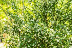 obtusifolium regelianum - afbeelding 5