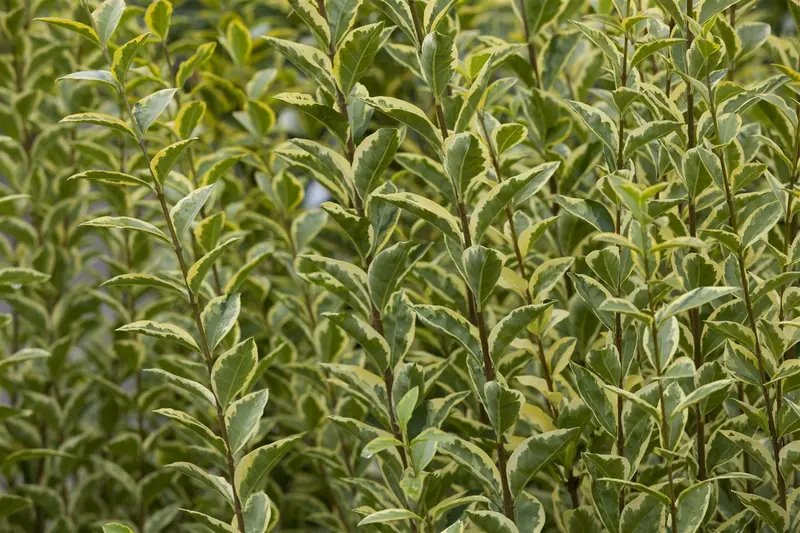 Ligustrum oval. 'Aureum' 125-150 KLUIT - afbeelding 3