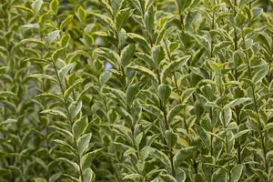Ligustrum oval. 'Aureum' 125-150 KLUIT - afbeelding 3