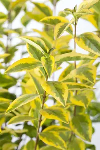 Ligustrum oval. 'Aureum' 40- 50   C - afbeelding 2