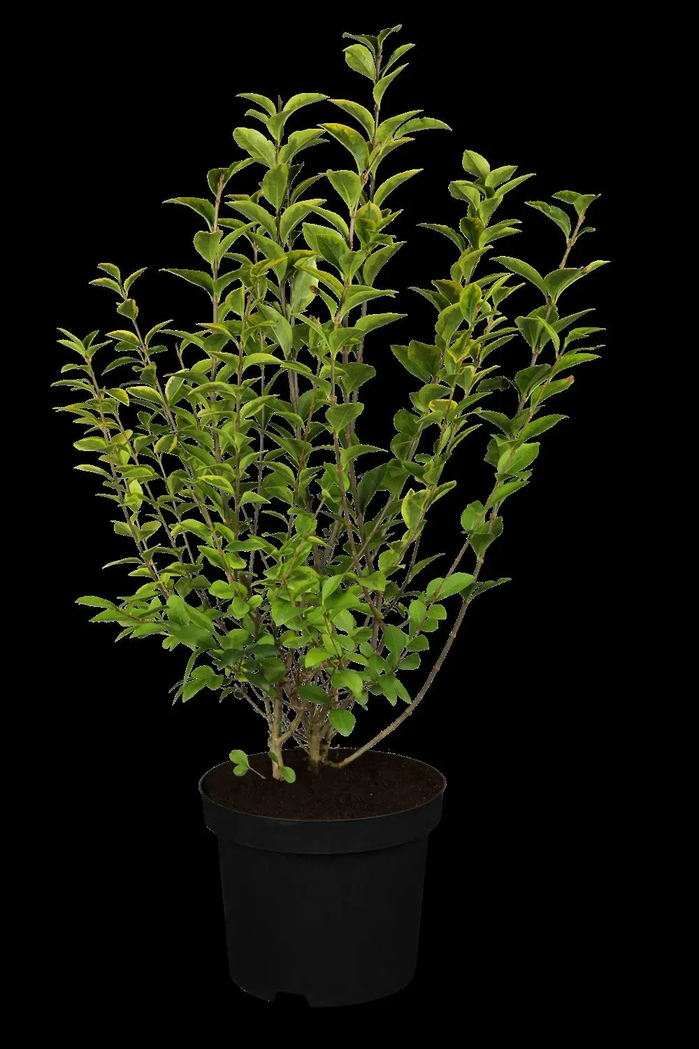 lucky plant kaufen Best 5 Money Attracting / Lucky Plants  Plan A Plant
