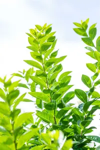 Ligustrum oval. 'Green Diamond' ® 160-180   KLUIT