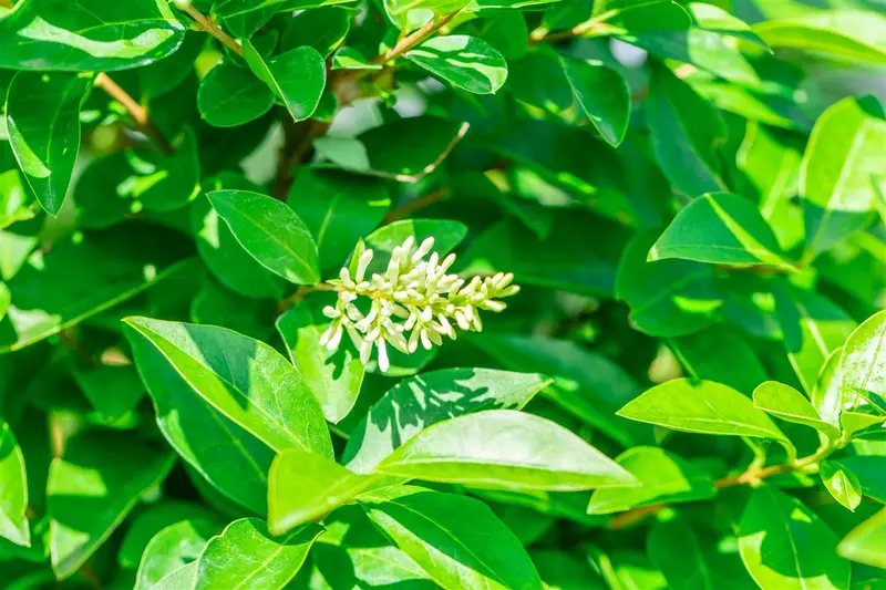 Ligustrum oval. 'Green Diamond' ® 160-180   KLUIT - afbeelding 3