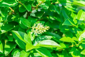 Ligustrum oval. 'Green Diamond' ® 160-180   KLUIT - afbeelding 3