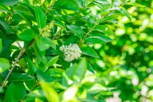 Ligustrum oval. 'Green Diamond' ® 160-180   KLUIT - afbeelding 5