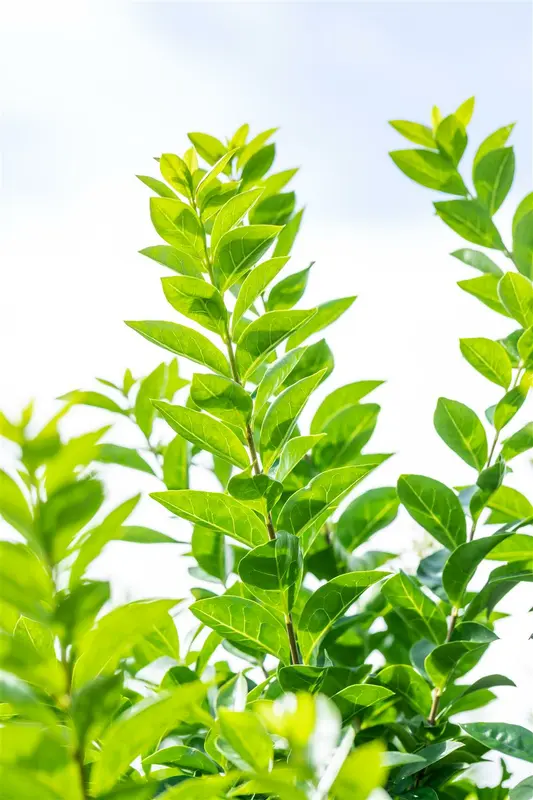 Ligustrum oval. 'Green Diamond' ® 180-200 KLUIT - afbeelding 1