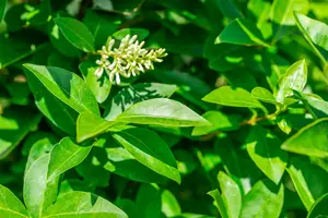 Ligustrum oval. 'Green Diamond' ® 180-200 KLUIT - afbeelding 2