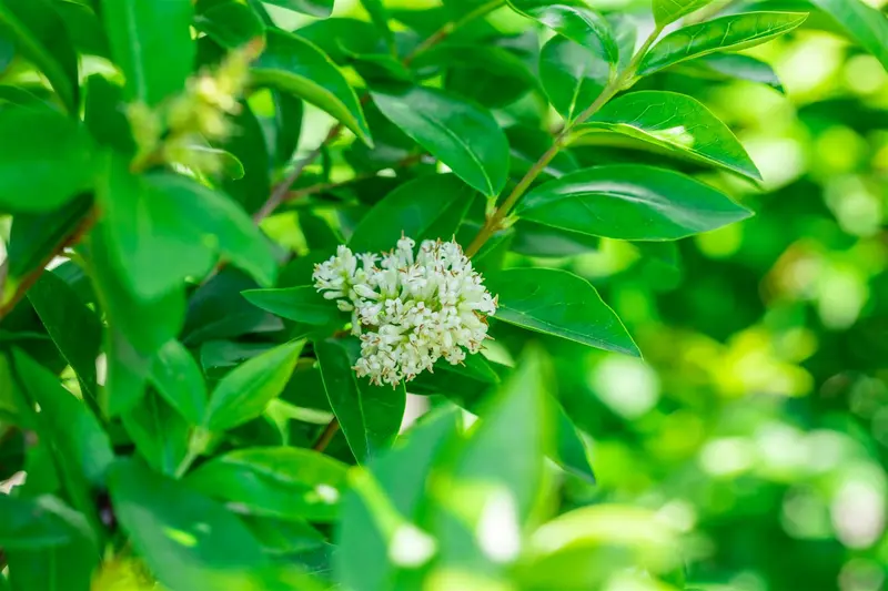 Ligustrum oval. 'Green Diamond' ® 180-200 KLUIT - afbeelding 4