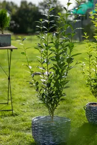 ligustrum ovalifolium (150-175 cm) - afbeelding 2