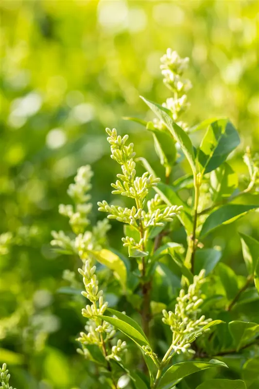ligustrum ovalifolium (150-175 cm) - afbeelding 5