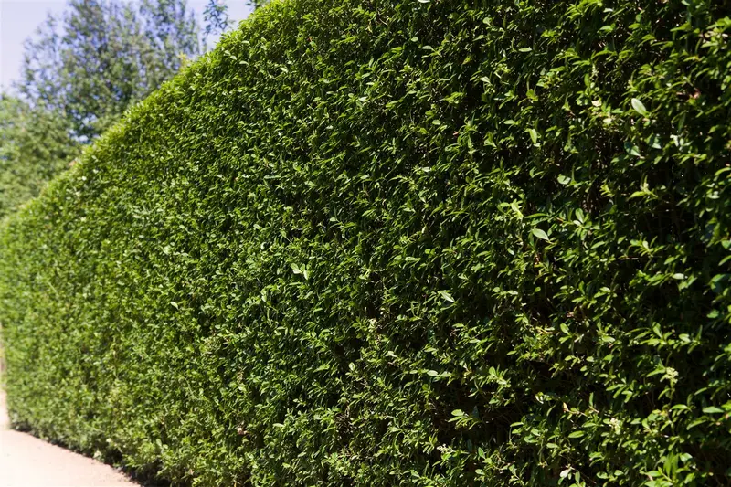 ligustrum ovalifolium (150-175 cm) - afbeelding 1