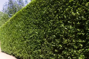 ligustrum ovalifolium (150-175 cm) - afbeelding 1